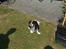 Cavalier king charles spaniel Oliver