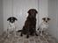 Dansk svensk gaardhund Nicki - Nicki, Gaya, og Agnes ( 14.10.2006 )