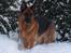 Schæferhund Heilei`s Ferrari. - 14/11-04.