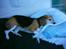 Beagle Tilde - Jah her ligger min dejlige vabse og sover på min sofa