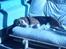 Beagle Tilde - Jah hun sover som sedvanlig