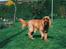 Cocker spaniel Bastian