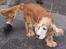 Cocker spaniel Buller *død* - Buller på tur
