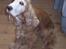 Cocker spaniel Buller *død* - Min Buller mus