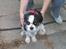 Cavalier king charles spaniel Allways Almighty Xelma RIP Himmelhund. - tag det lige af igen....NU