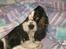 Cavalier king charles spaniel Allways Almighty Xelma RIP Himmelhund. - hvis jeg gemmer mig her.....