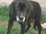 Labrador retriever Teglgaardens Lady *DØD* - Mit dyrebarest eje... Min dejlige hund Lady..