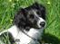 Dansk svensk gaardhund Freja  (24/6) - Mmm dejligt