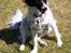 Dansk svensk gaardhund Freja  (24/6) - kom nu vi ska lege...hvad laver du da derhenne?