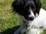 Dansk svensk gaardhund Freja  (24/6) - Nyder vejret
