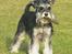 Dvaergschnauzer Nida - Jeg hedder Nida og er en sort / sølv Dværgschnauzer