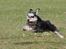 Dvaergschnauzer Nida