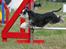 Dvaergschnauzer Nida