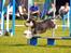 Dvaergschnauzer Nida