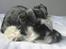 Dvaergschnauzer Nida