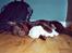 Australsk kelpie Tess - Hunde sover faktisk med bamser?