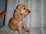 Cocker spaniel Chili - Jeg er født som model