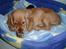 Cocker spaniel Chili - Avv