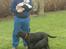 Labrador retriever           (formel1)Vikki  - Det er Så Vikki med det røde halsbånd, en masse hvalp fra da Vikki blev mor og Dennis med Lindberg, som blev Vikkis bedste ven, og de har været på sammen og badetur...