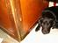 Labrador retriever           (formel1)Vikki  - jeg kigger på fie måske må jeg sid hos hende