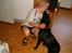 Labrador retriever           (formel1)Vikki  - bare et kys