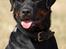 Rottweiler Tiny *18-12* - *Nyt* Tosafoto 