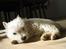 West highland white terrier Karla - Her er jeg bare lille bitte...