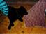 Labrador retriever           (formel1)Vikki  - det er vikke som lille 