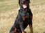 Rottweiler Tiny *18-12* - *Nyt* Tosafoto 