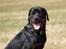 Rottweiler Tiny *18-12* - *Nyt* Tosafoto 