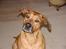 Rhodesian ridgeback Libaax (løve på Somalisk) - sorry, hvad sagde du............?