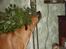 Rhodesian ridgeback Libaax (løve på Somalisk) - Findes der noget bedre end at tørre øjne i mors planter.............? det er bare så fedt.