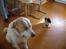 Cavalier king charles spaniel Thyholm´s Diamond Daisy