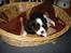 Cavalier king charles spaniel Thyholm´s Diamond Daisy