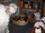 Cavalier king charles spaniel Thyholm´s Diamond Daisy