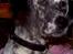 Engelsk setter Molte