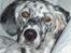 Engelsk setter Molte