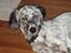Engelsk setter Molte