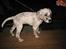 Engelsk setter Molte