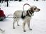 Engelsk setter Lotte