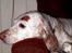 Engelsk setter Lotte