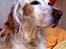 Engelsk setter Lotte