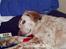 Engelsk setter Lotte