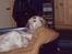 Engelsk setter Lotte