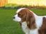 Cavalier king charles spaniel Hans Jørgen