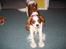 Cavalier king charles spaniel Hans Jørgen