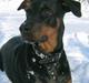 Blanding af racer Rosa *RIP* - 20/04/10