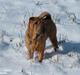 Shar pei Chili