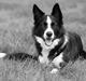 Border collie Indiana Jones "Indi" - RIP