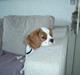 Cavalier king charles spaniel Tulle